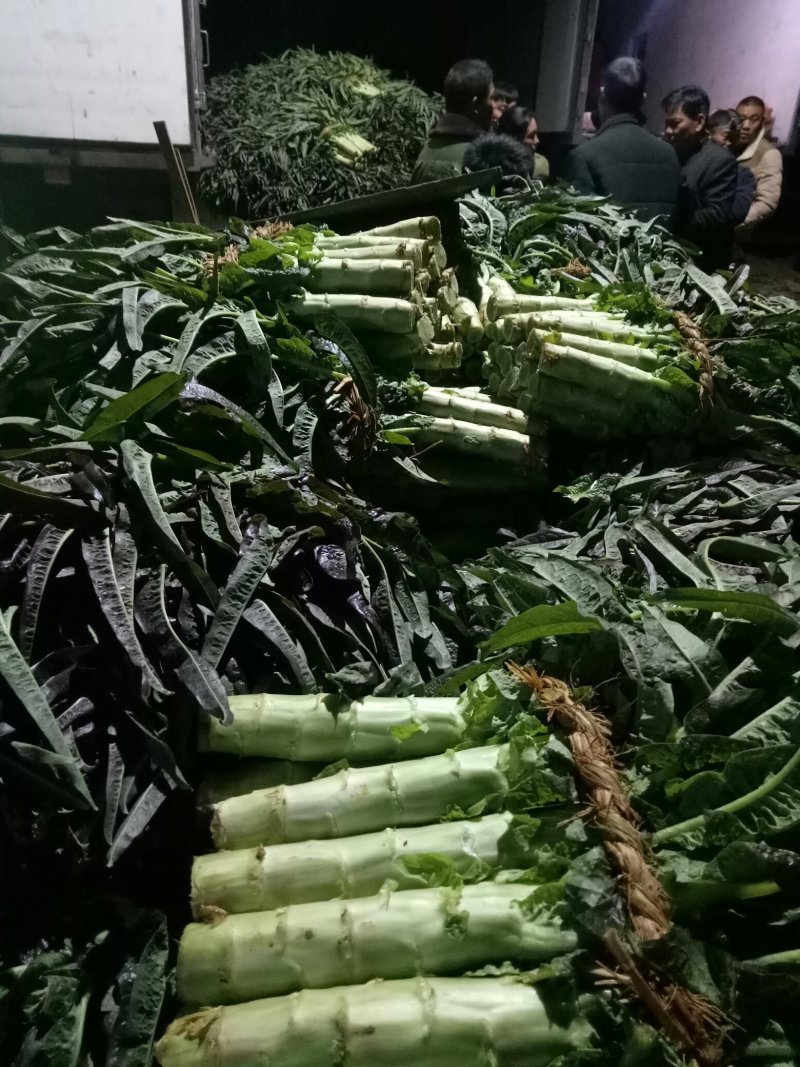红尖叶莴苣大量上市中