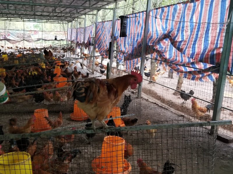 纯散养粮食土鸡