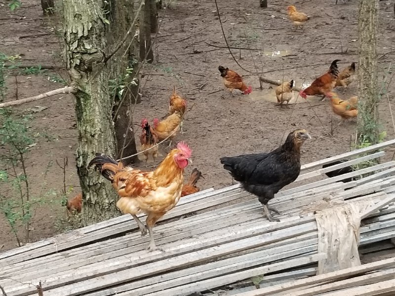 纯散养粮食土鸡
