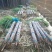《热卖区》云南黑皮甘蔗大户产地直销信誉保证
