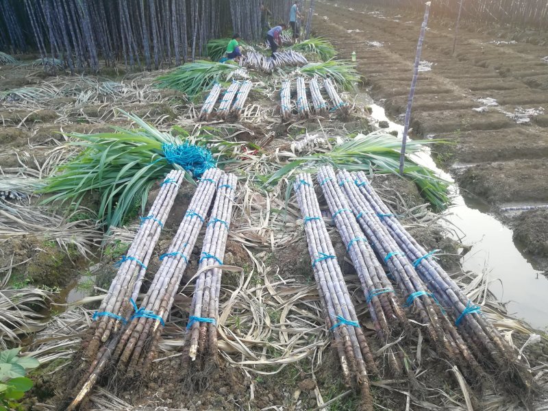 《热卖区》云南黑皮甘蔗大户产地直销信誉保证