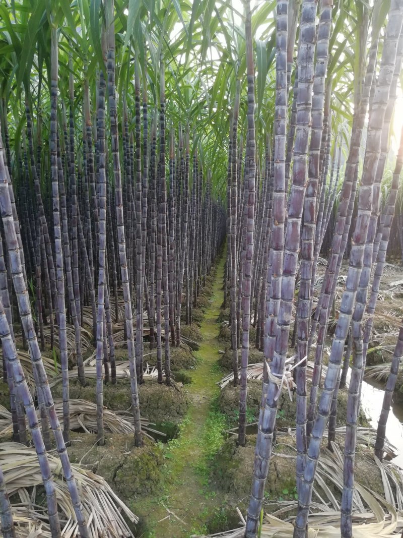 《热卖区》云南黑皮甘蔗大户产地直销信誉保证