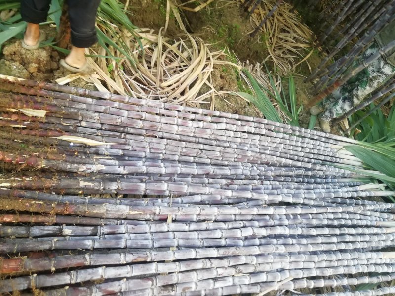 《热卖区》云南黑皮甘蔗大户产地直销信誉保证