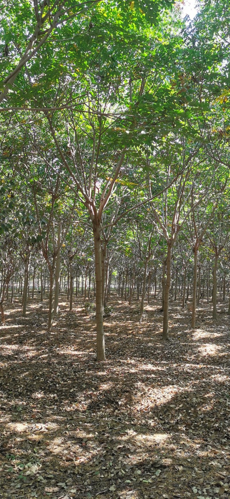 栾树苗圃，栾树基地量大供应，规格全面，数量极大，价格优惠