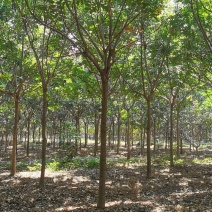 栾树苗圃，栾树基地量大供应，规格全面，数量极大，价格优惠