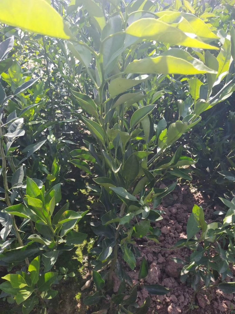 明日见柑橘苗，支条，可签合同！提供技术指导！保湿发货