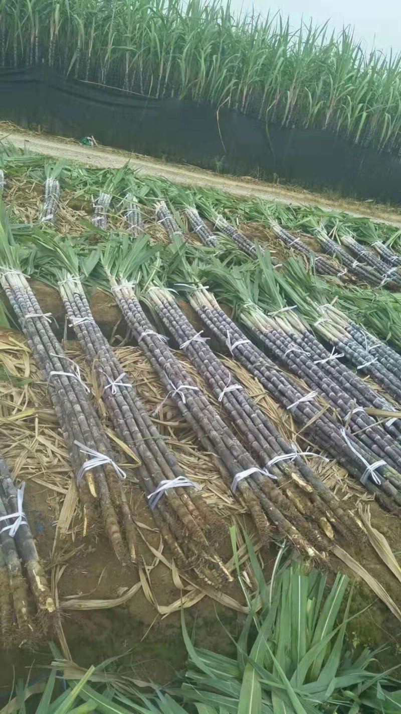 甘蔗大户，热卖区(广西甘蔗)基地直供，回程车。