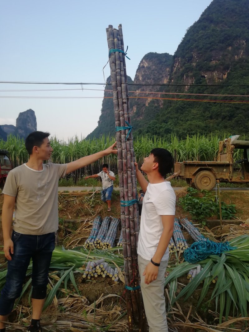 甘蔗大户，热卖区(广西甘蔗)基地直供，回程车。