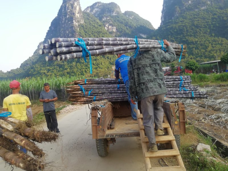 甘蔗大户，热卖区(广西甘蔗)基地直供，回程车。