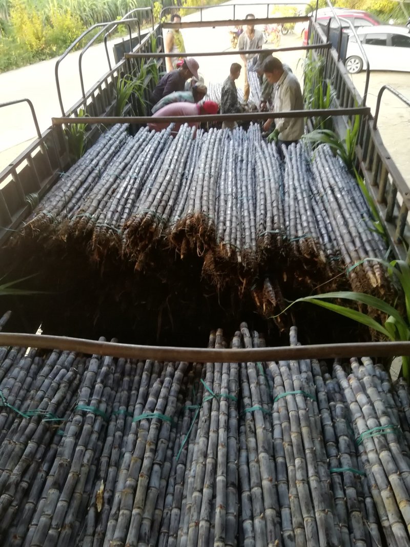 甘蔗大户，热卖区(广西甘蔗)基地直供，回程车。