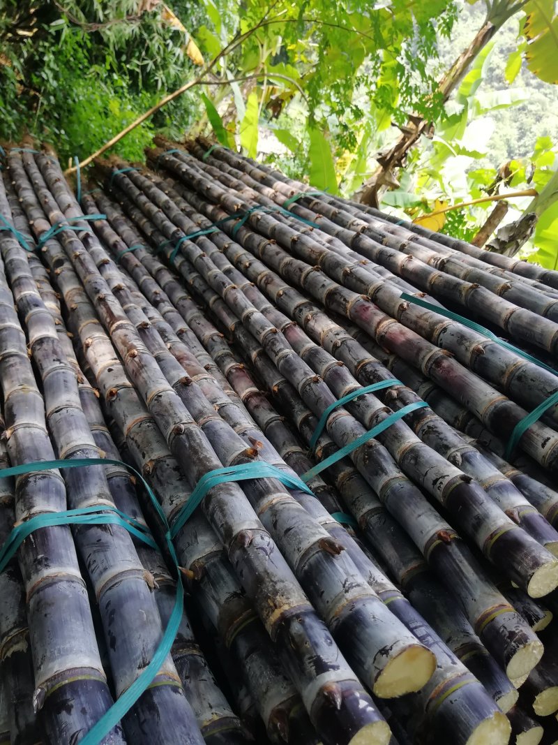 甘蔗大户，热卖区(广西甘蔗)基地直供，回程车。