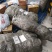 梨树苗0.8~3cm100~150cm预售