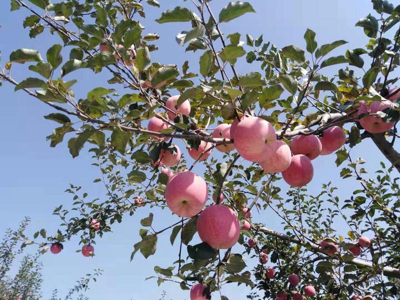 [荐]延安洛川红富士晚熟纸袋苹果，量大质优好吃不贵