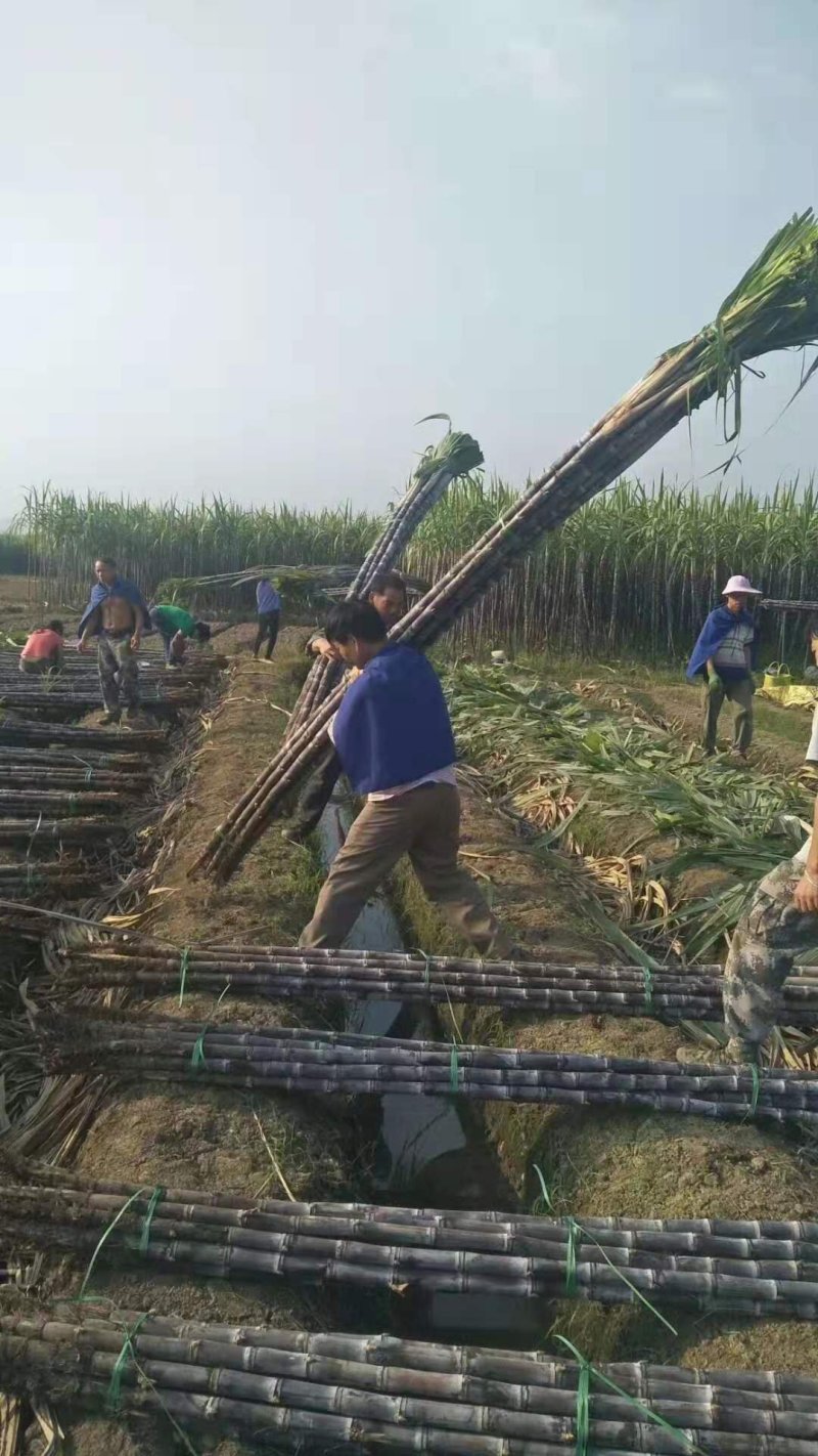 热卖区(广西甘蔗)基地直供，回程车免费提供。
