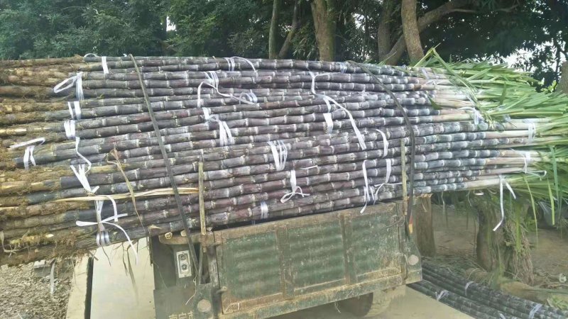 热卖区(广西甘蔗)基地直供，回程车免费提供。