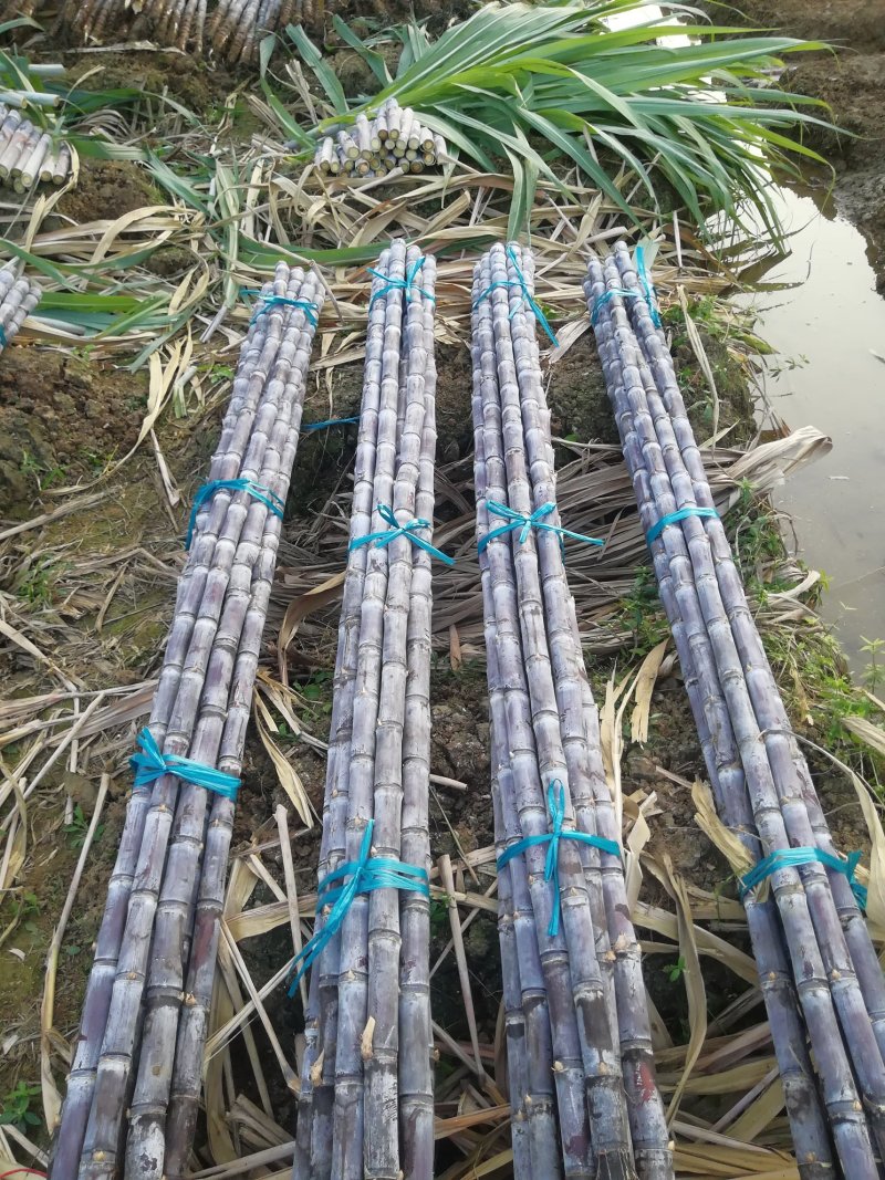 热卖区(广西甘蔗)基地直供，回程车免费提供。