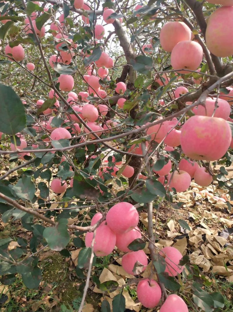 山东水晶红富士苹果，脆甜可口颜色全红，货源充足保质保量