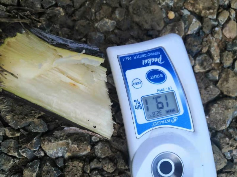 热卖区(广西甘蔗)基地直供，回程车免费提供。