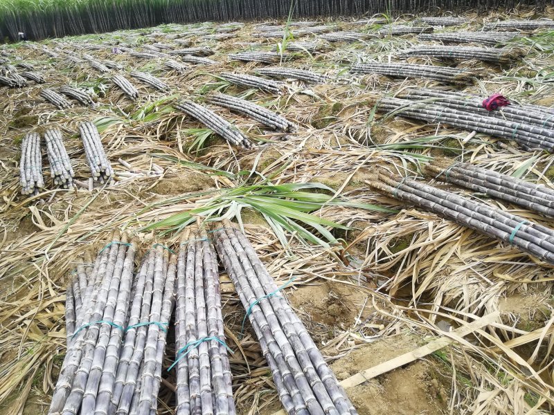 热卖区(广西甘蔗)基地直供，回程车免费提供。