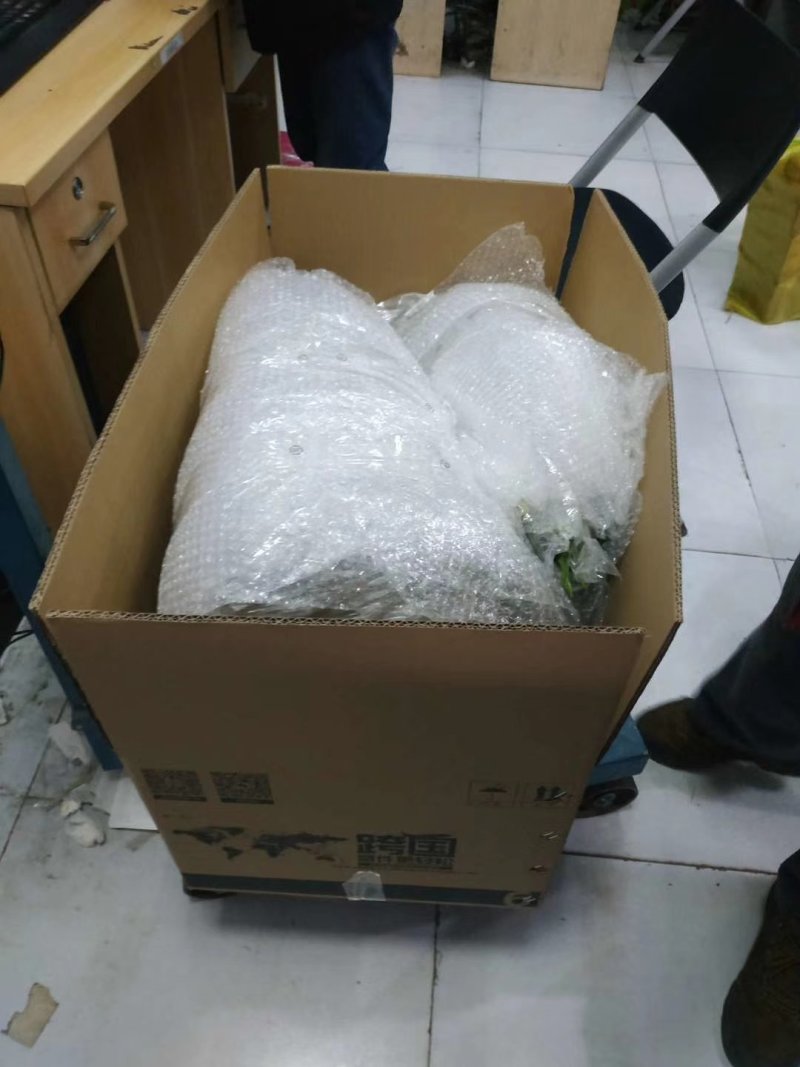 纽荷尔脐橙枝条大量出售！