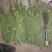 纽荷尔脐橙枝条大量出售！