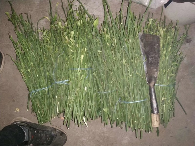 纽荷尔脐橙枝条大量出售！