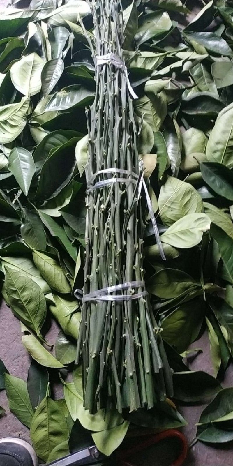 纽荷尔脐橙枝条大量出售！