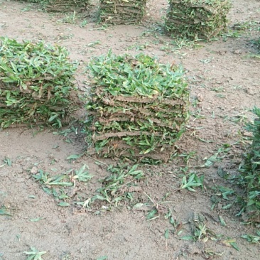大叶油草