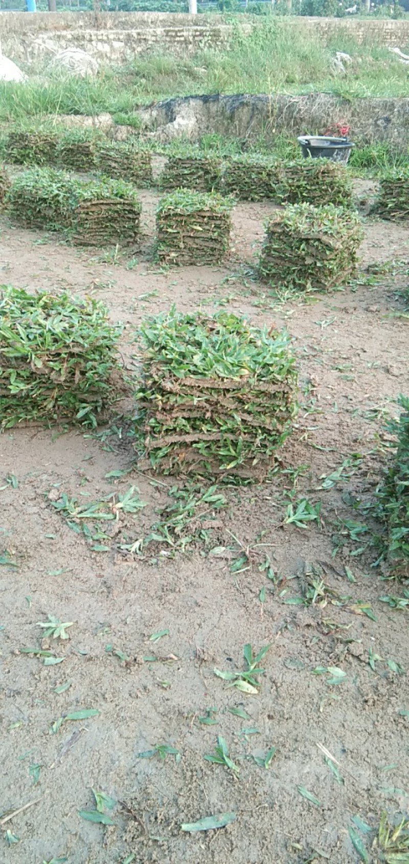 大叶油草