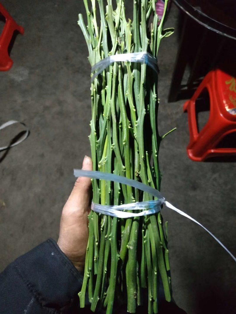 明日见支条可签合同，保湿发货！提供技术指导！