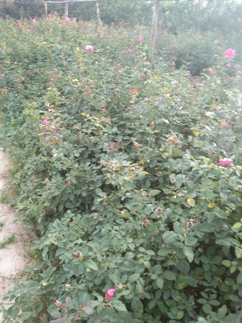 大花月季美国粉