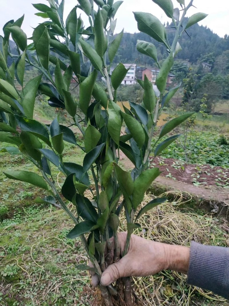 明日见支条可签合同，保湿发货！提供技术指导！