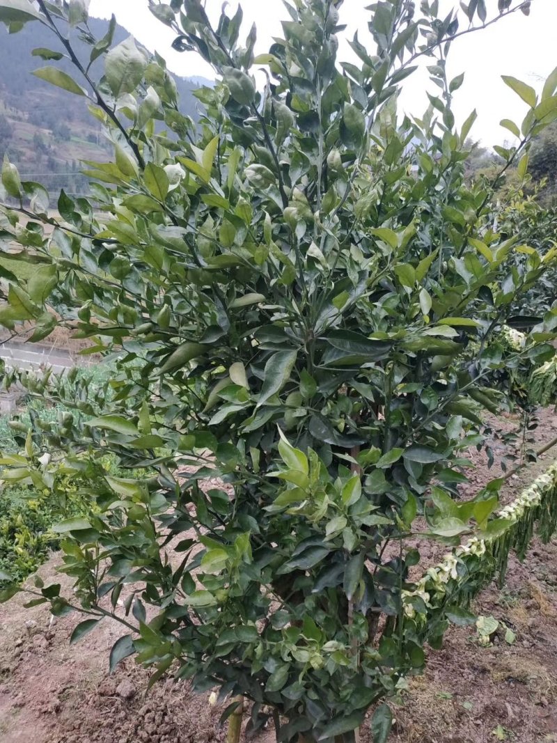明日见支条可签合同，保湿发货！提供技术指导！