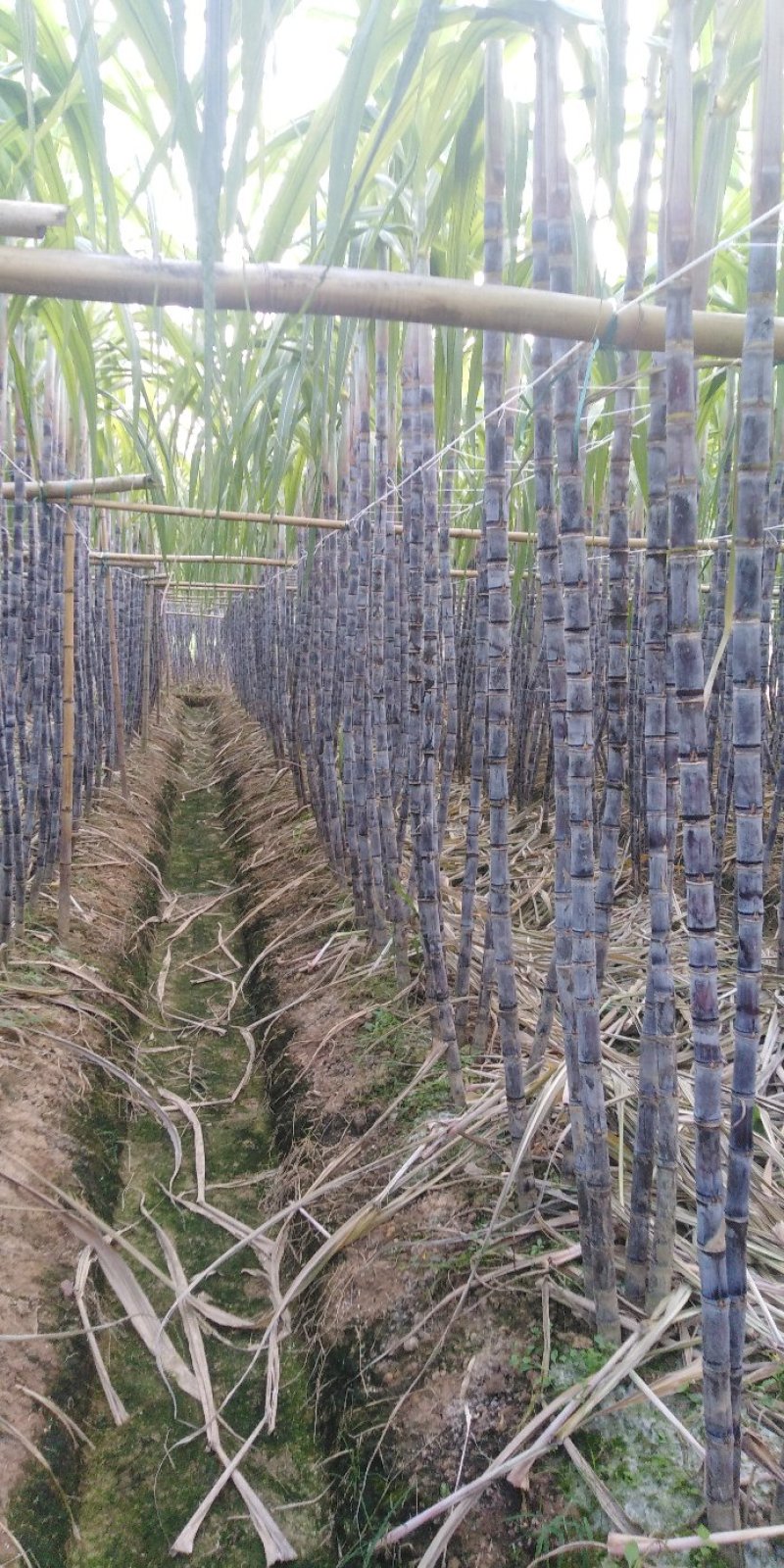 黑皮甘蔗大量上市