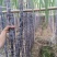 黑皮甘蔗大量上市