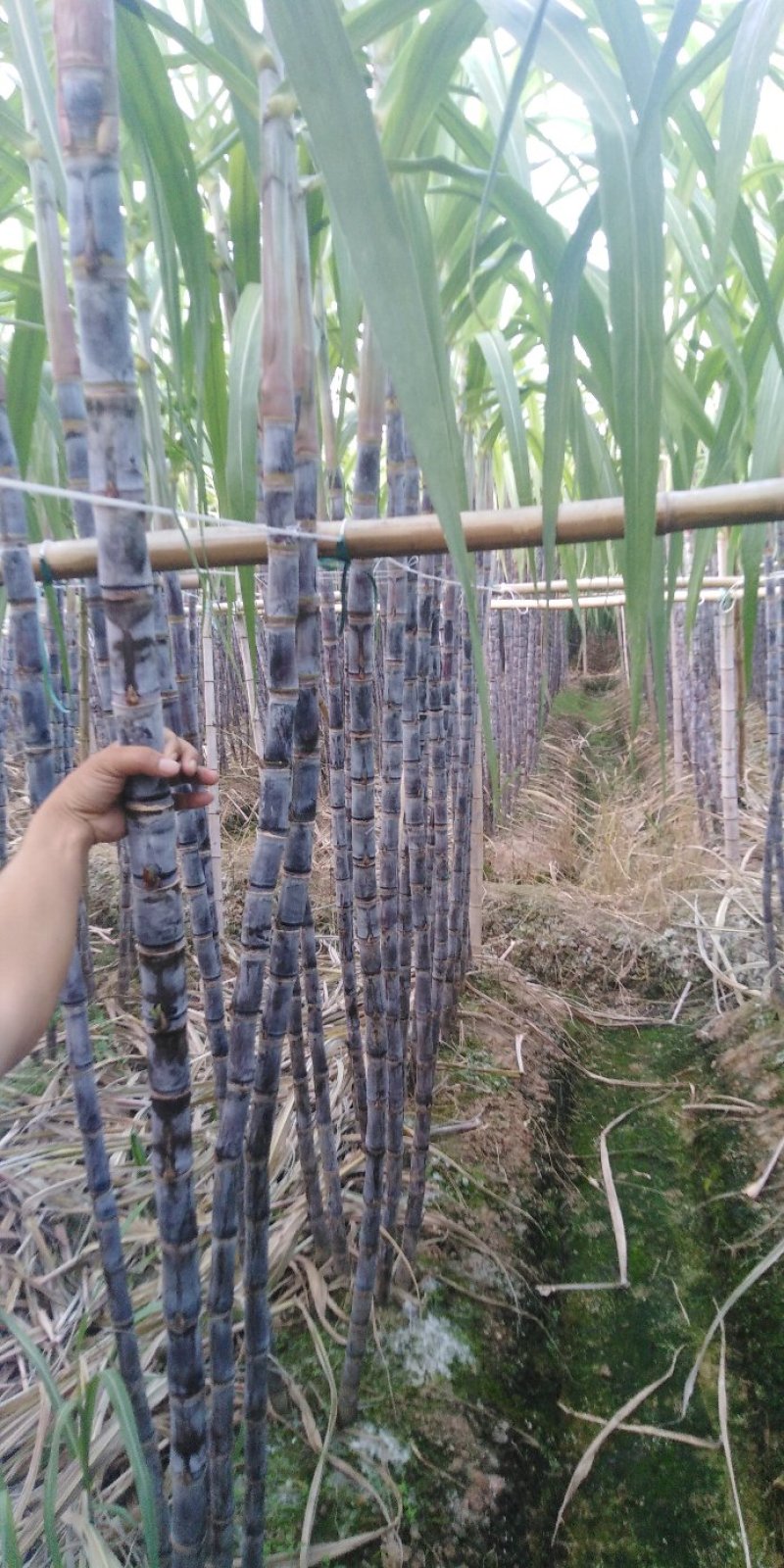 黑皮甘蔗大量上市