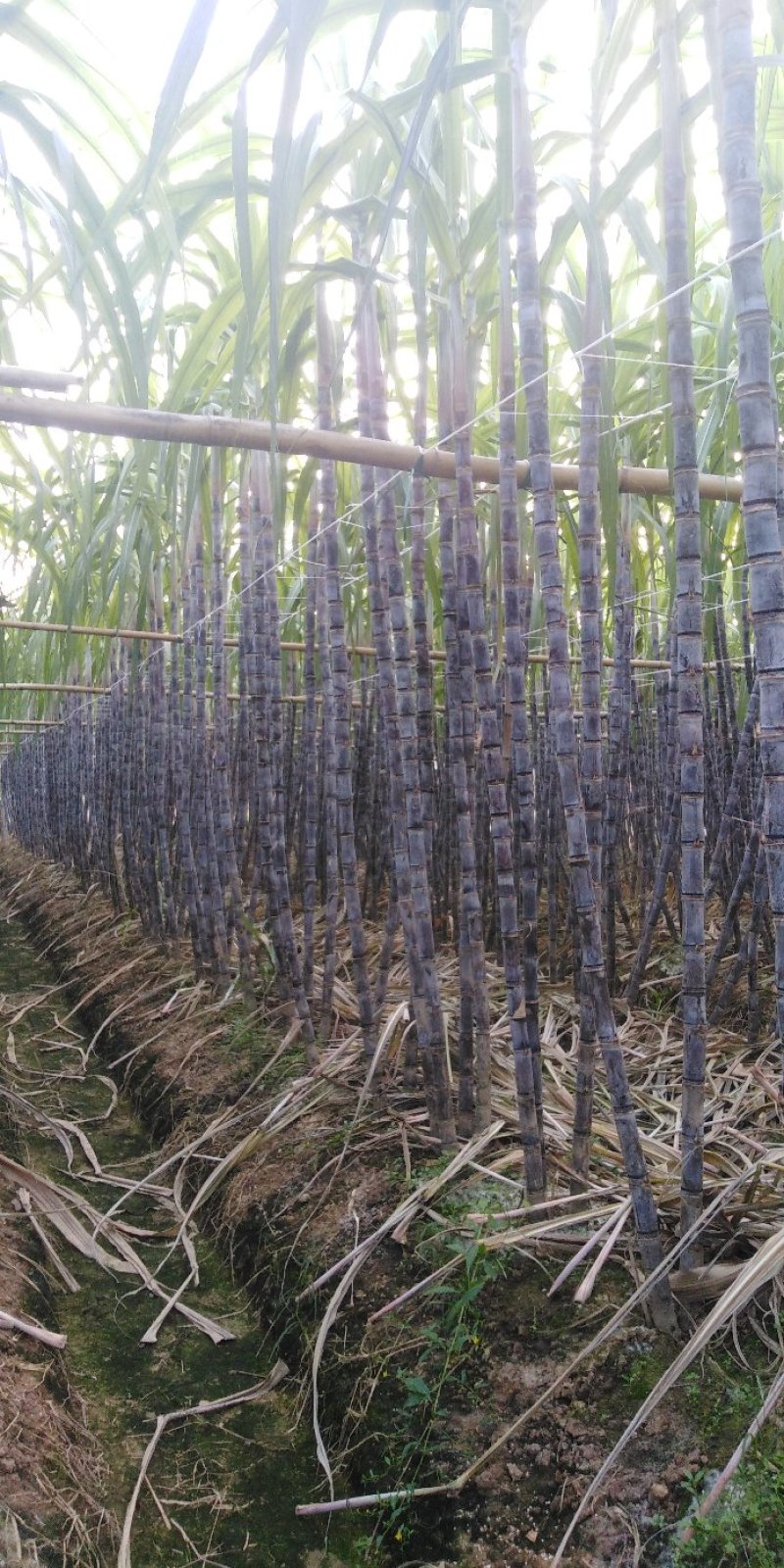 黑皮甘蔗大量上市