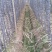 黑皮甘蔗大量上市