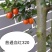 金弹子血红果