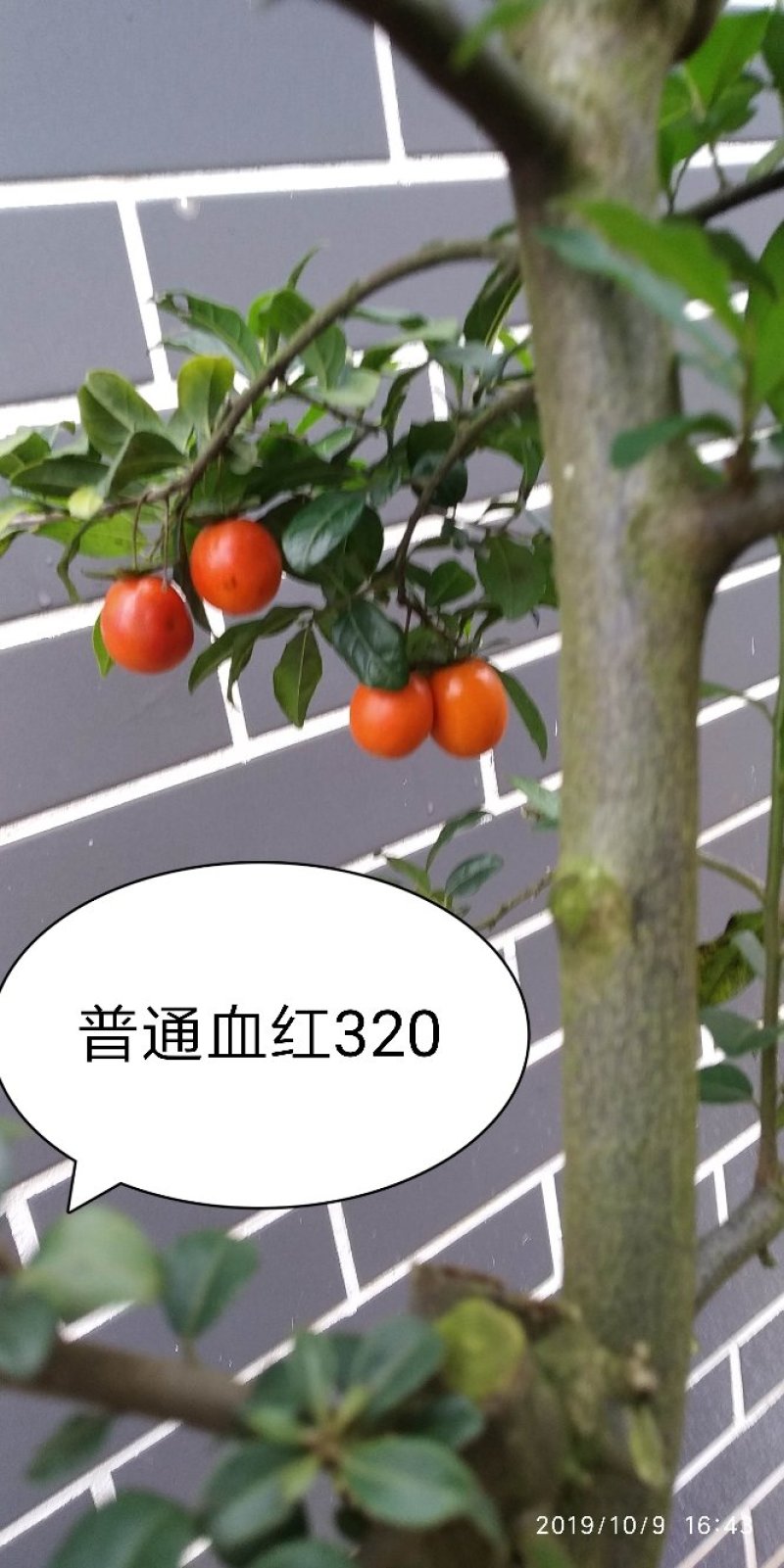 金弹子血红果
