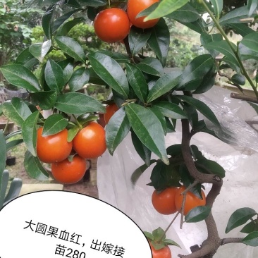 金弹子血红果