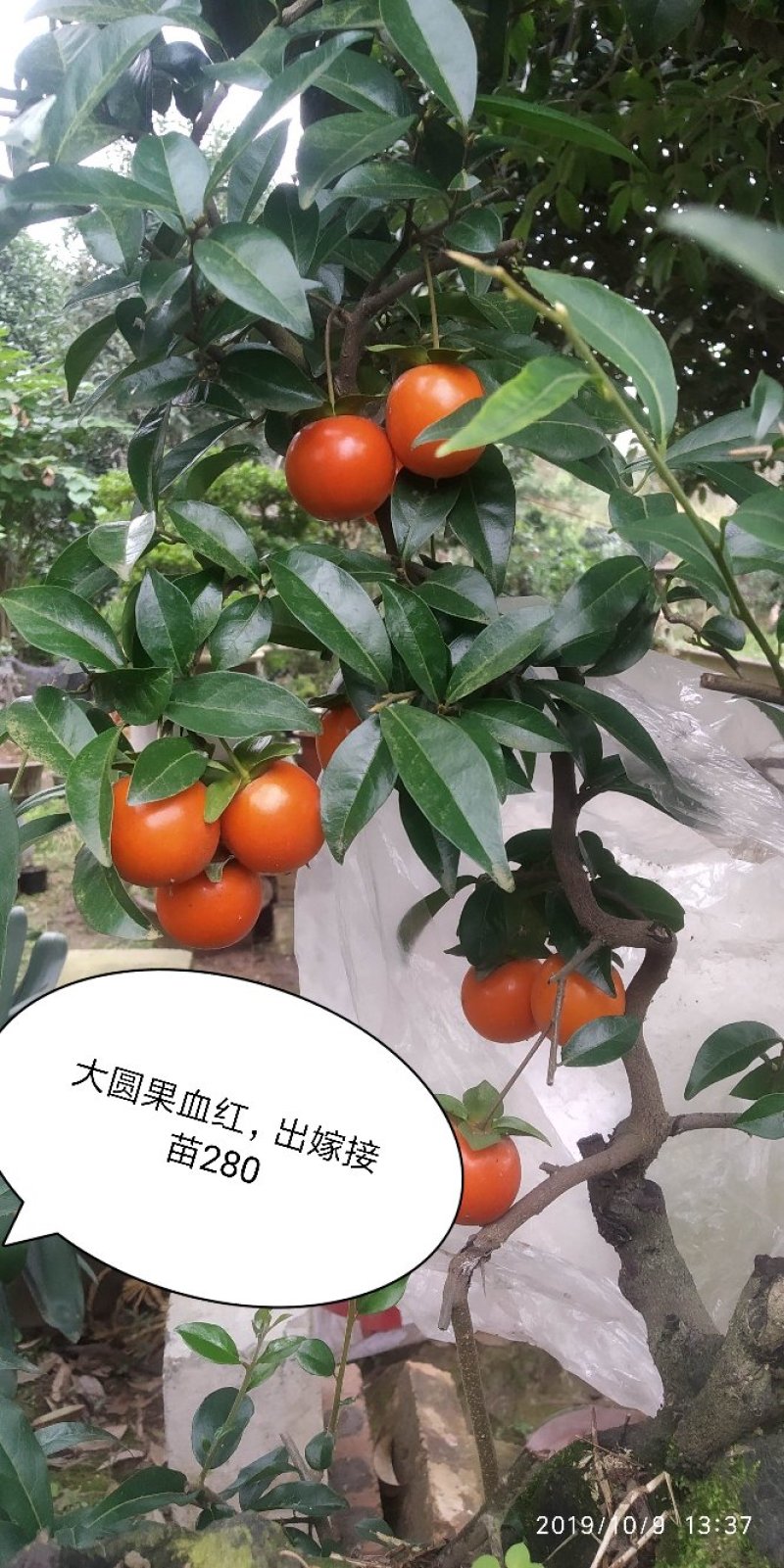 金弹子血红果