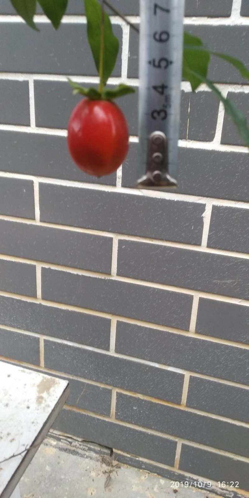 金弹子血红果