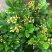 米兰花苗绿植四季常米兰花芳香花卉米兰盆栽