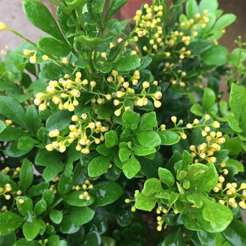 米兰花苗绿植四季常米兰花芳香花卉米兰盆栽