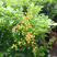 米兰花苗绿植四季常米兰花芳香花卉米兰盆栽