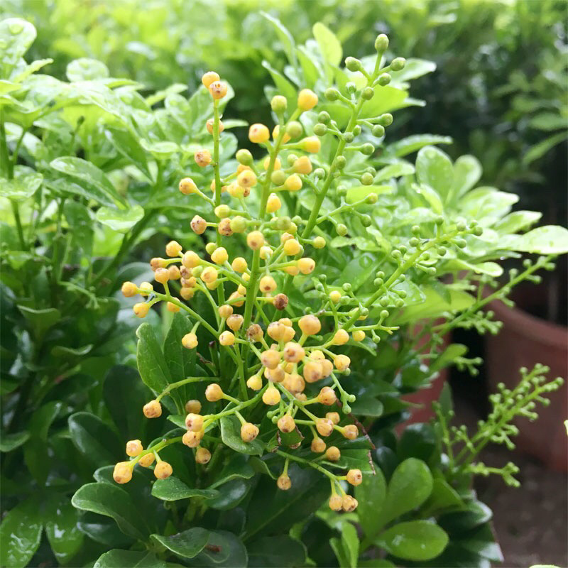 米兰花苗绿植四季常米兰花芳香花卉米兰盆栽