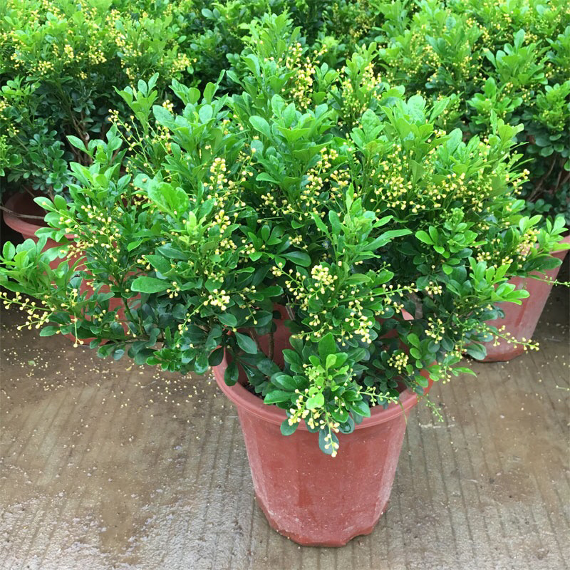 米兰花苗绿植四季常米兰花芳香花卉米兰盆栽