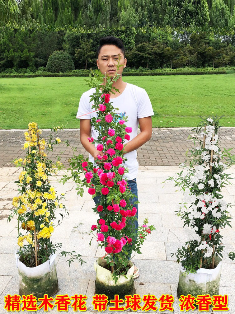 四季红木香爬藤植物浓香花苗甜蜜黄木香庭院多季开花垂吊盆栽