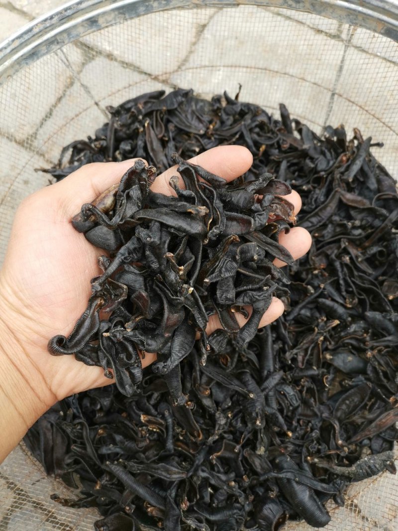 野生蚂蝗，清水吊干货